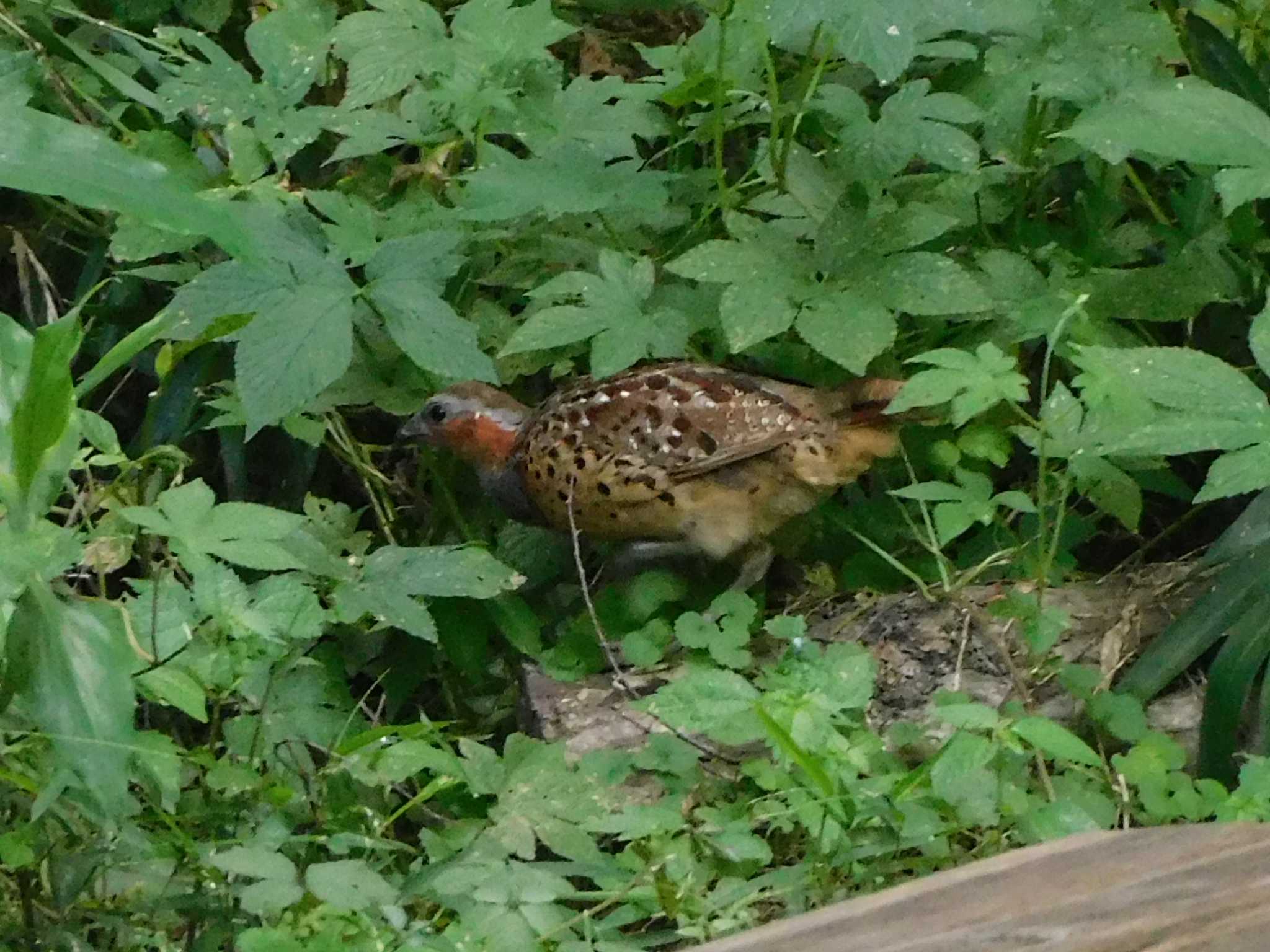 Photo of Chinese Bamboo Partridge at Kitamoto Nature Observation Park by ななほしてんとうむし