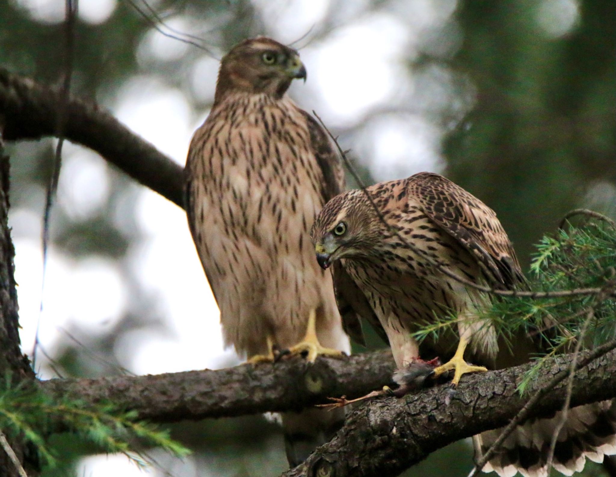 Photo of Eurasian Goshawk at 東京都 by ゴロー