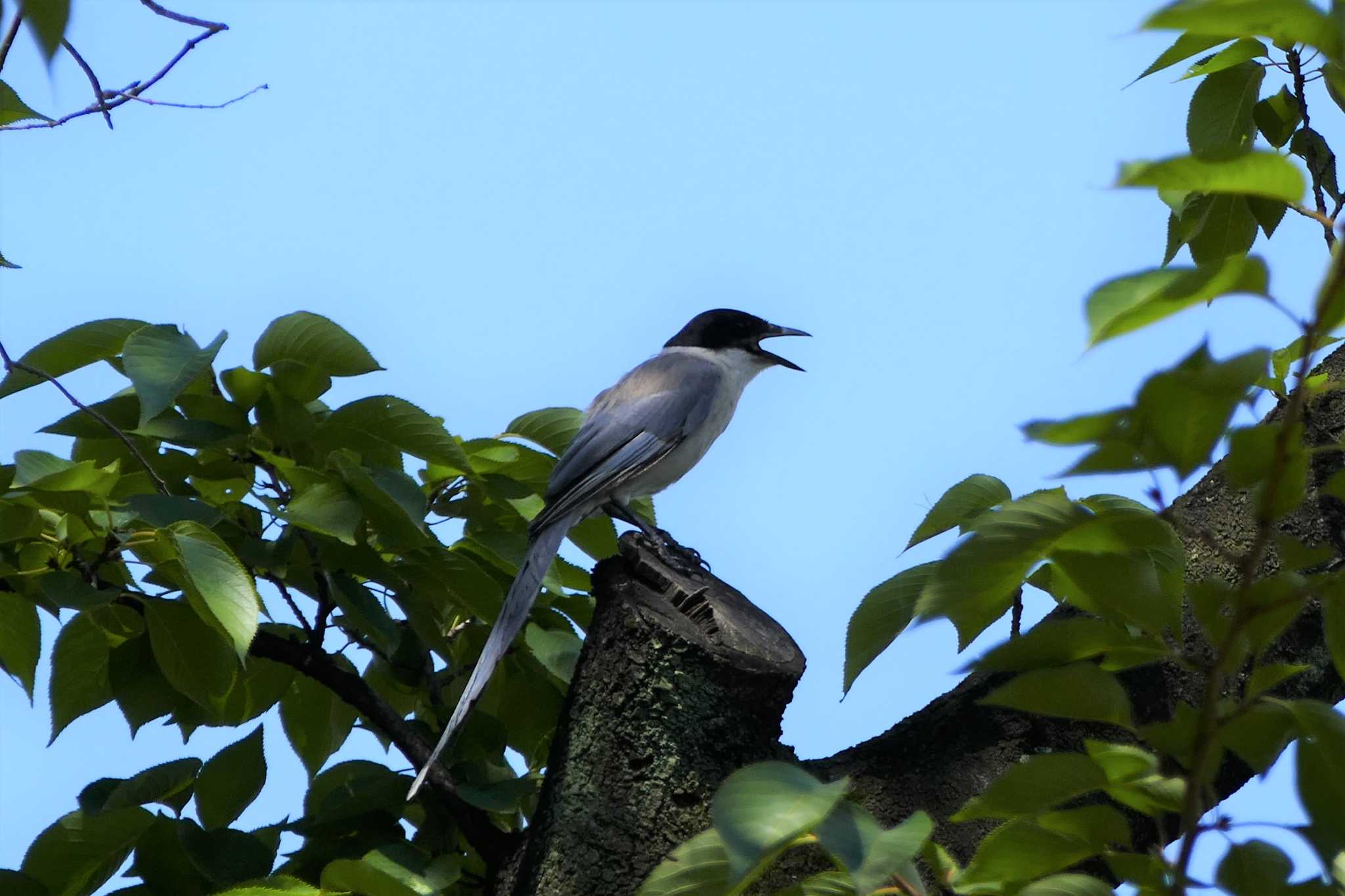 Azure-winged Magpie