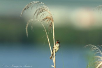 Oriental Reed Warbler 淀川河川公園 Mon, 6/28/2021