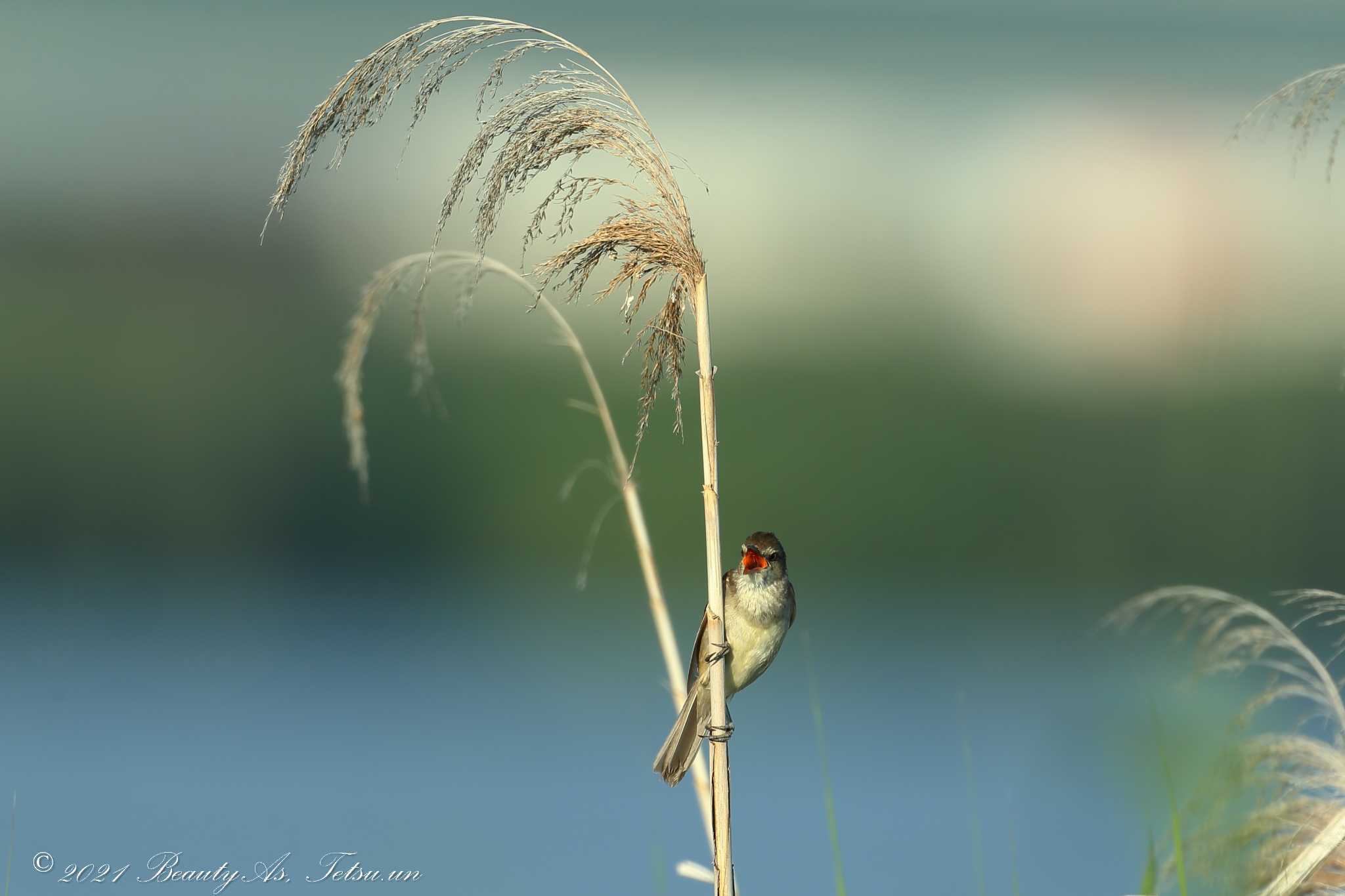 Photo of Oriental Reed Warbler at 淀川河川公園 by 哲庵（てつあん）