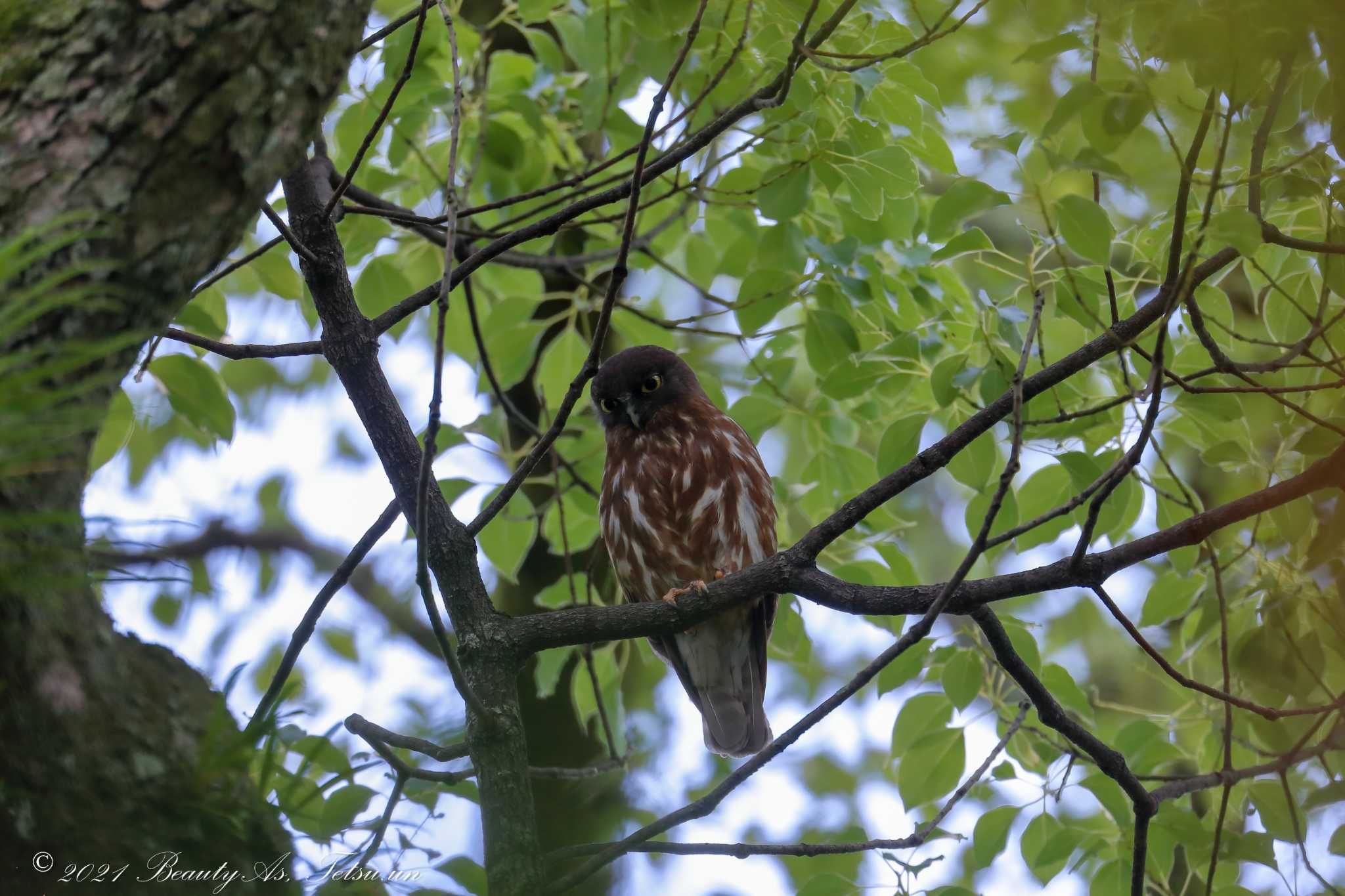 Photo of Northern Boobook at Kyoto Gyoen by 哲庵（てつあん）