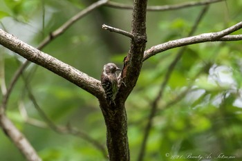 Japanese Pygmy Woodpecker Kyoto Gyoen Sun, 7/18/2021