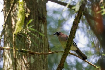 Eurasian Jay 比叡山 Fri, 7/23/2021