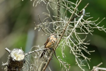 Meadow Bunting 比叡山 Fri, 7/23/2021