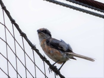 2021年7月25日(日) 新横浜公園の野鳥観察記録