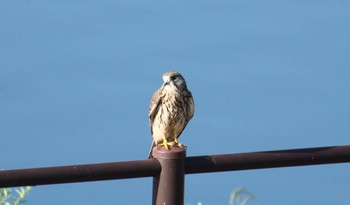 Common Kestrel 不明 Sun, 7/18/2021