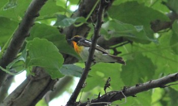 Narcissus Flycatcher 不明 Tue, 6/8/2021