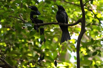 2021年7月25日(日) シンガポール植物園の野鳥観察記録