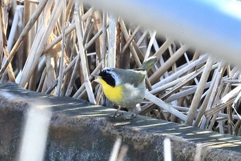 Common Yellowthroat Unknown Spots Sun, 4/2/2017