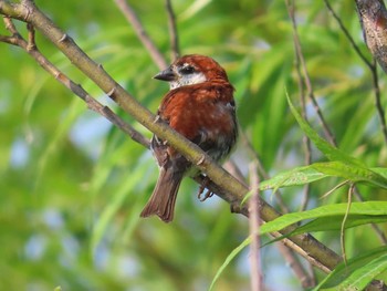 2021年7月25日(日) 涛沸湖の野鳥観察記録