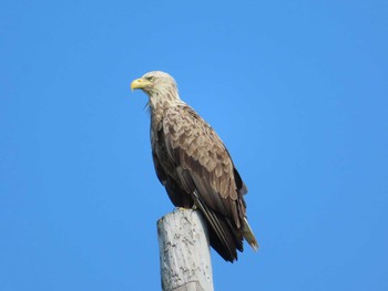 White-tailed Eagle 涛沸湖 Sun, 7/25/2021