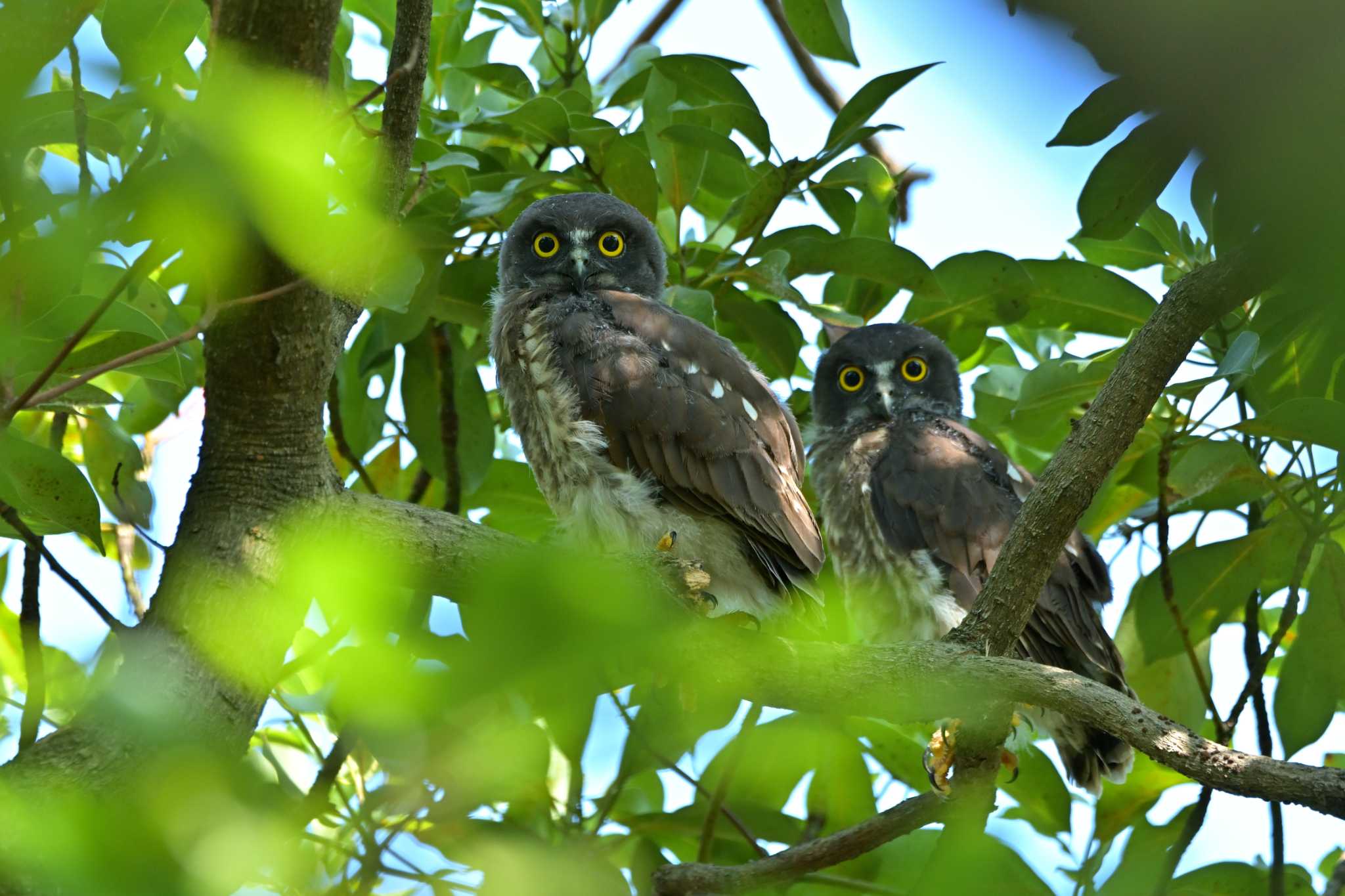 神奈川県 アオバズクの写真 by Tosh@Bird