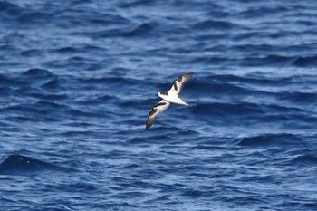 2021年7月24日(土) 八丈島航路の野鳥観察記録