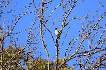 2017年4月2日(日) 明石公園の野鳥観察記録