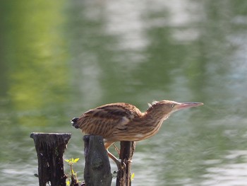 2021年7月25日(日) 埼玉の野鳥観察記録