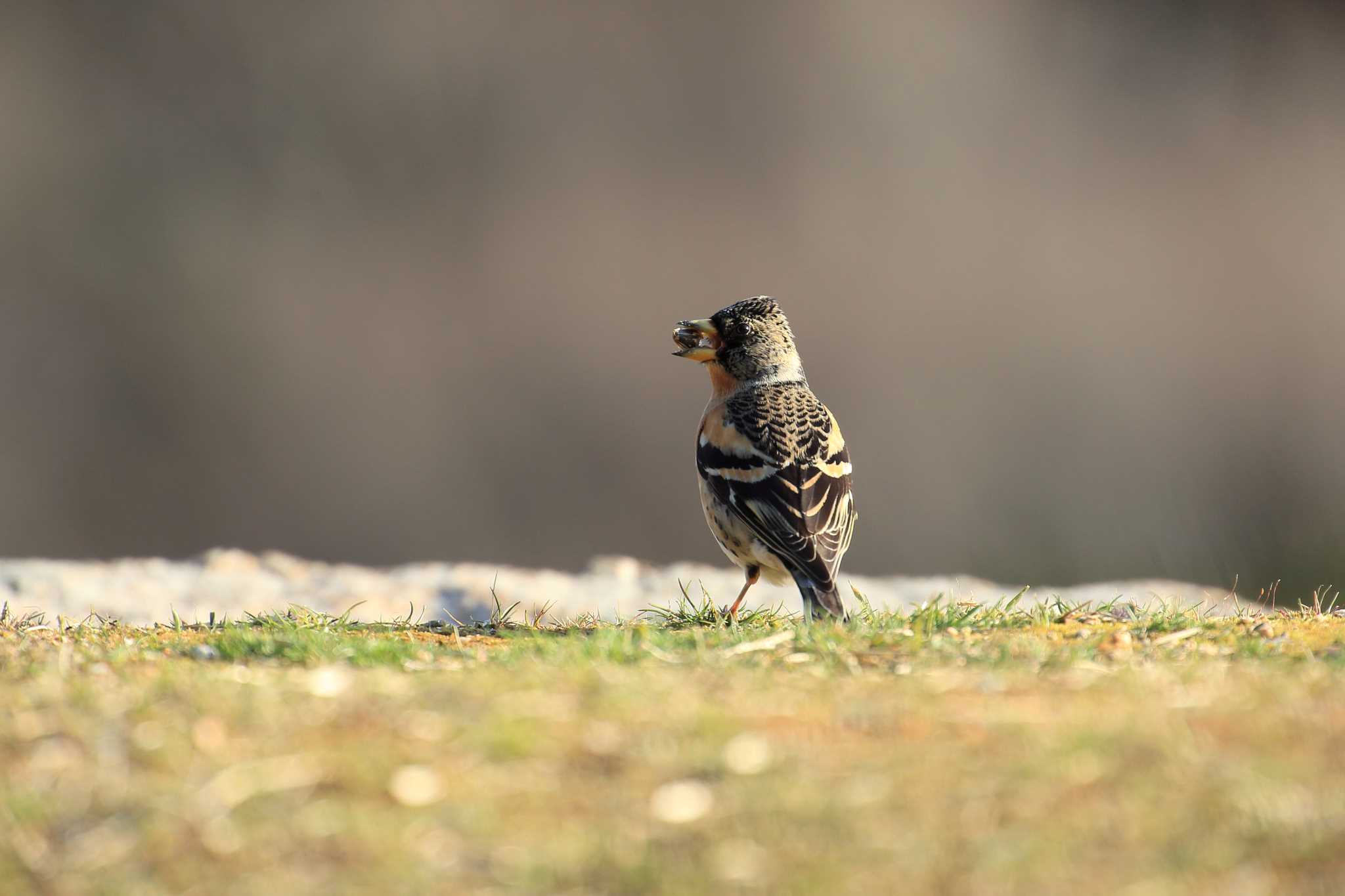 Photo of Brambling at Akashi Park by 明石のおやじ