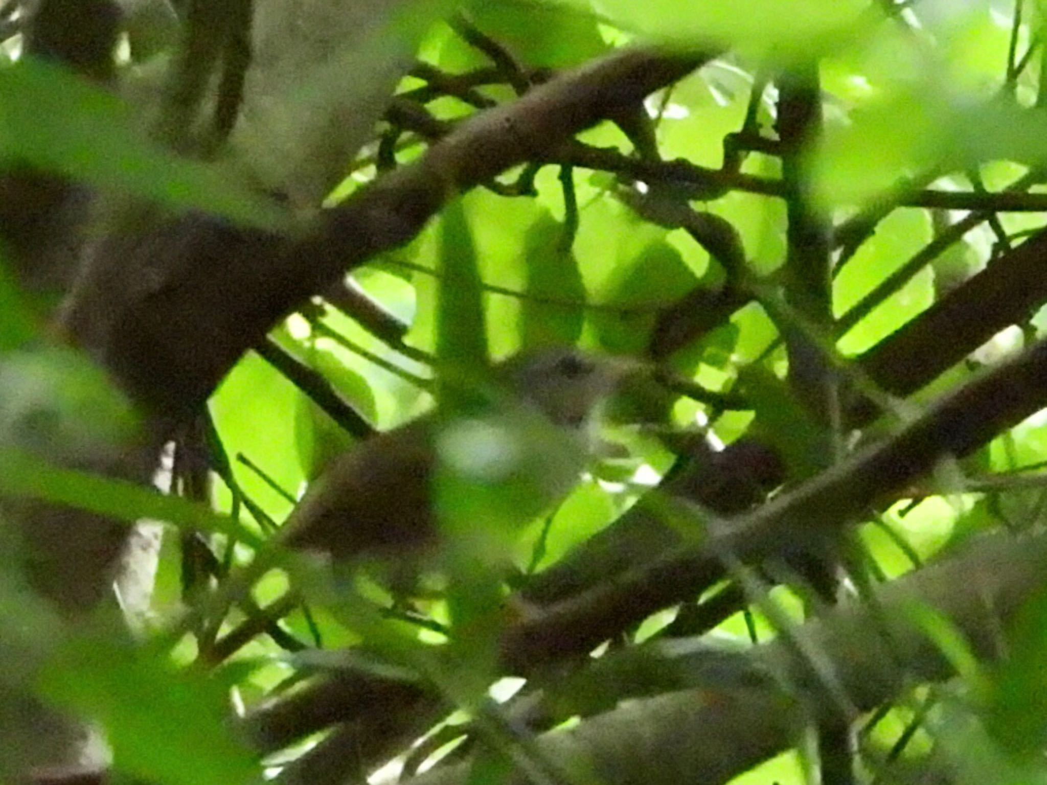 長沼公園（多摩丘陵） ウグイスの写真