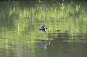 Common Kingfisher 岡山県 Sat, 7/24/2021