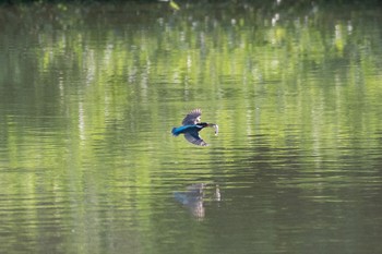 カワセミ 岡山県 2021年7月24日(土)