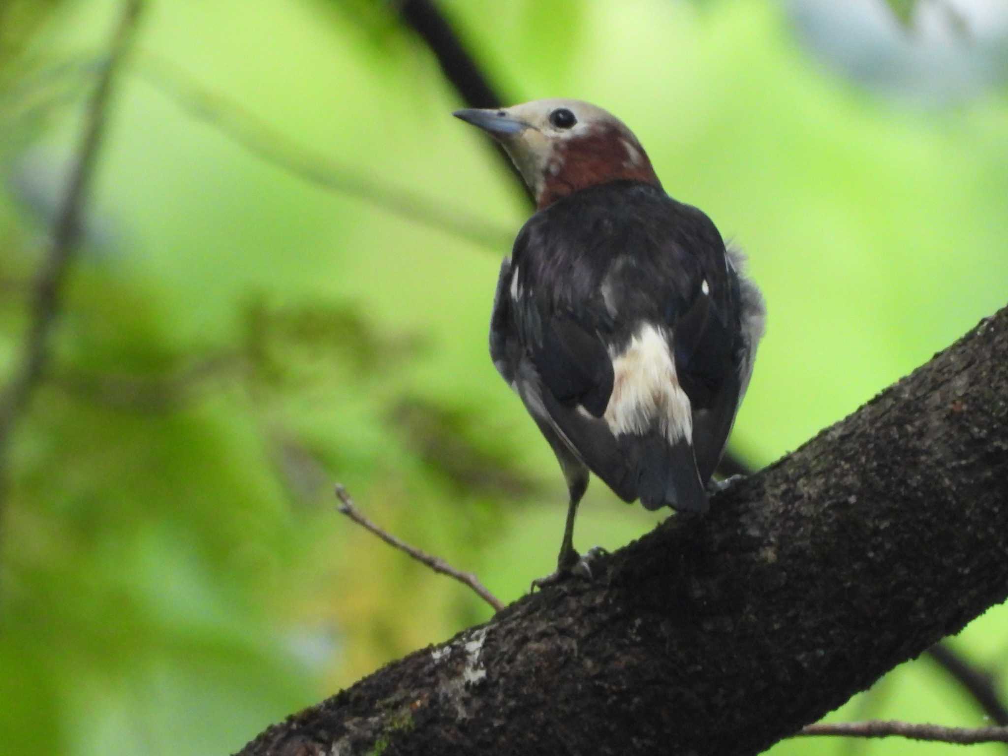 青葉山公園 コムクドリの写真