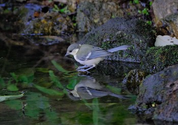 シジュウカラ 東京都立桜ヶ丘公園(聖蹟桜ヶ丘) 2021年7月25日(日)