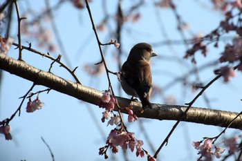 Hawfinch Akashi Park Sun, 4/2/2017