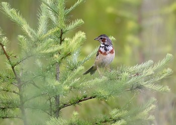 Chestnut-eared Bunting Senjogahara Marshland Fri, 7/23/2021