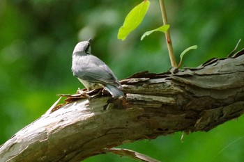 2021年7月25日(日) 西岡公園(西岡水源地)の野鳥観察記録