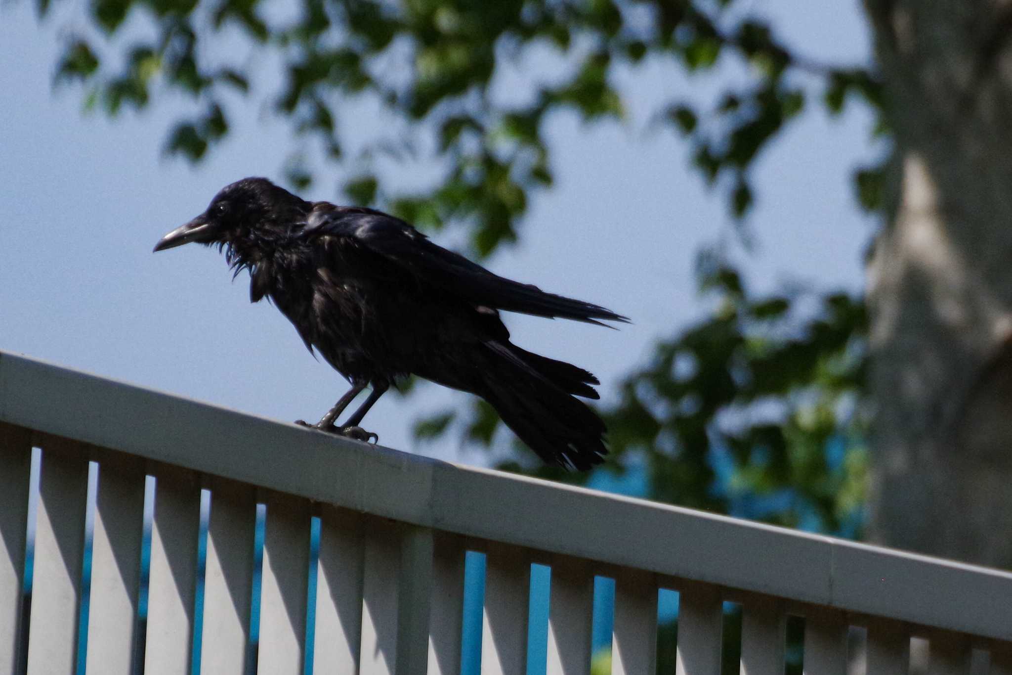 Photo of Carrion Crow at 発寒川緑地(札幌市西区) by 98_Ark (98ｱｰｸ)