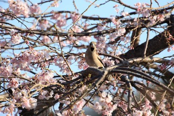 Hawfinch Akashi Park Sun, 4/2/2017