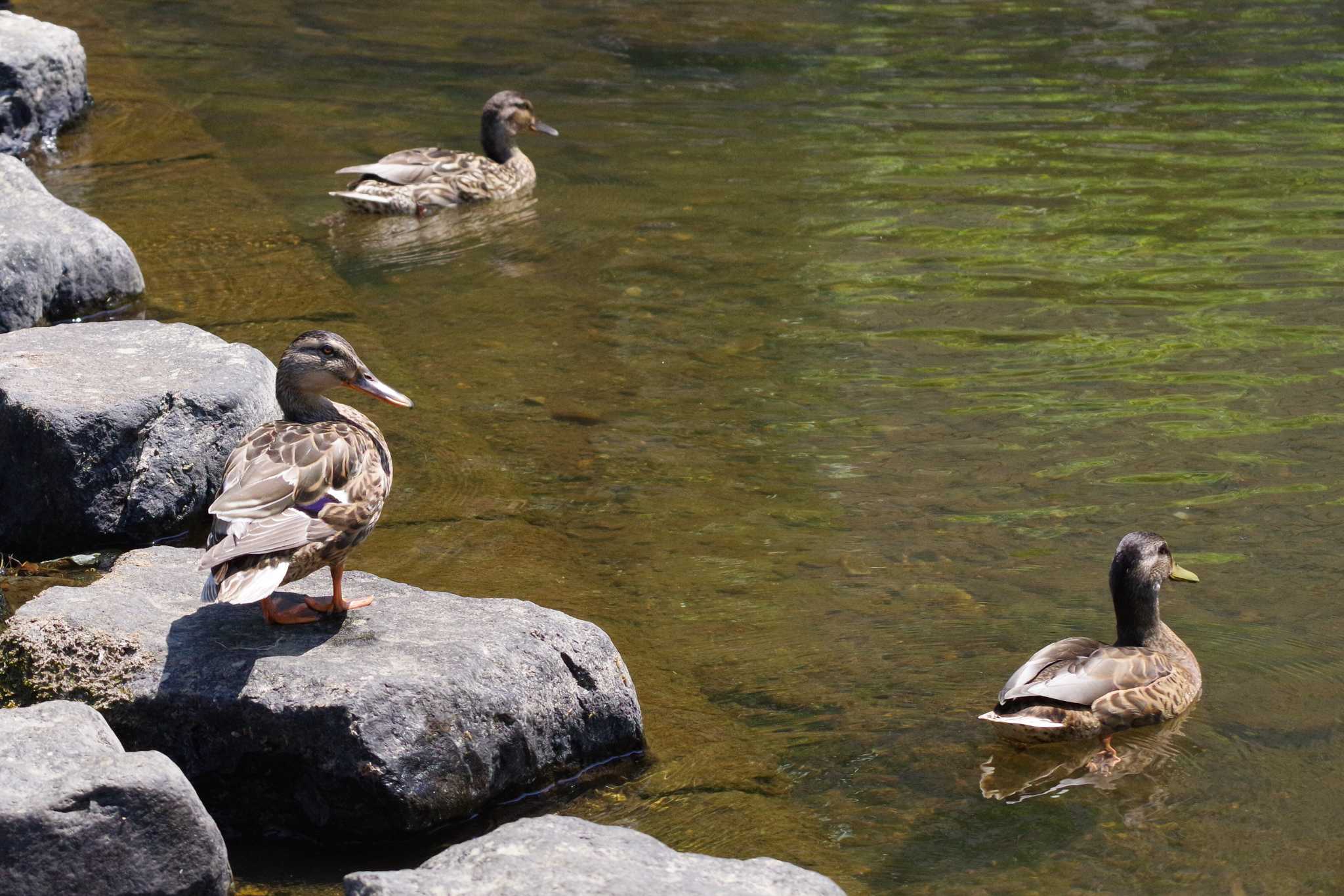 Photo of Mallard at 発寒川緑地(札幌市西区) by 98_Ark (98ｱｰｸ)