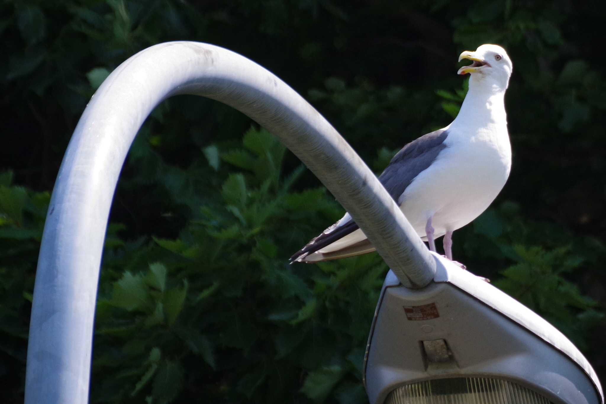 Photo of Slaty-backed Gull at 発寒川緑地(札幌市西区) by 98_Ark (98ｱｰｸ)