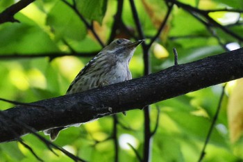 2021年7月25日(日) 福井緑地(札幌市西区)の野鳥観察記録