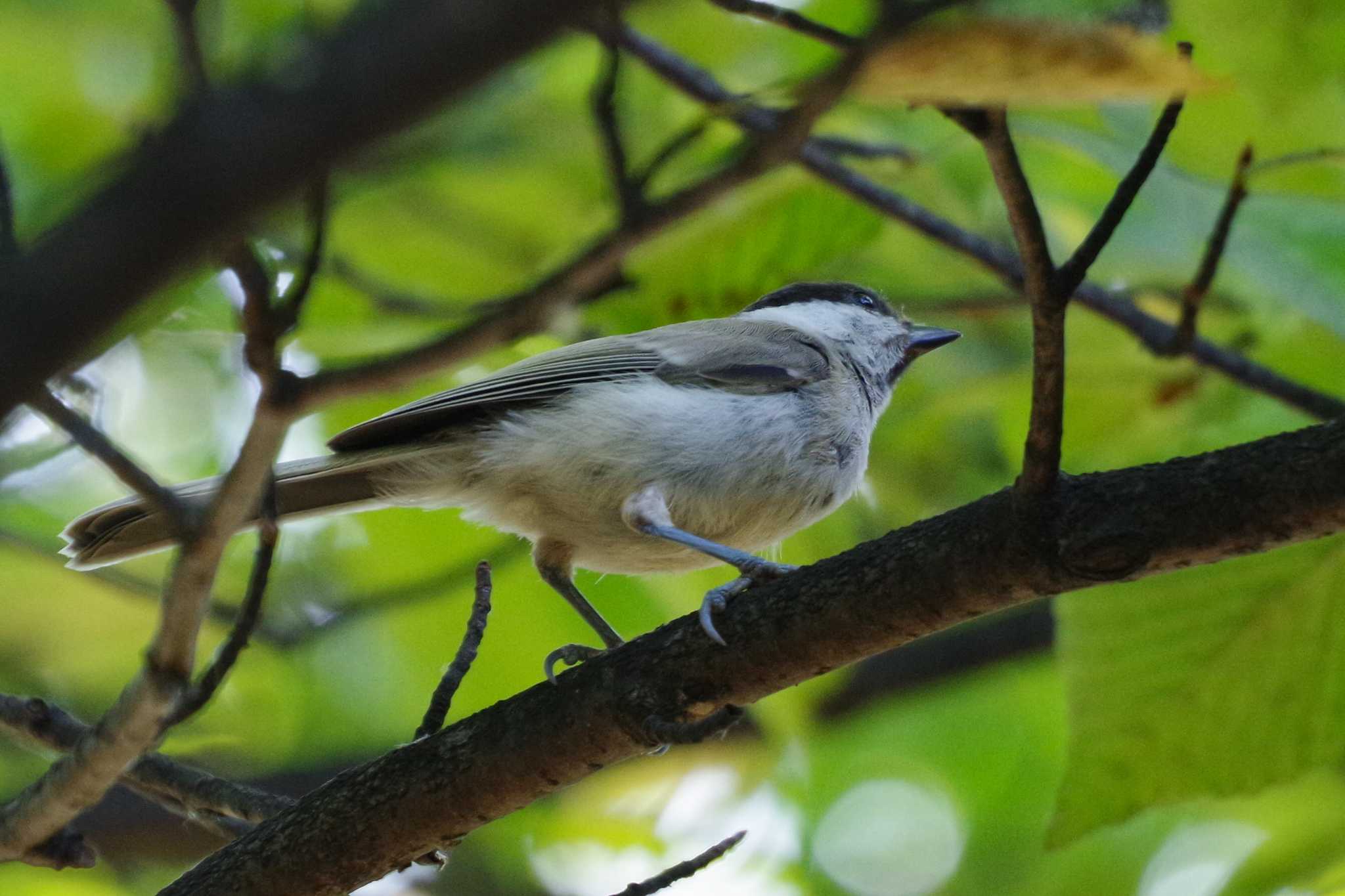 福井緑地(札幌市西区) ハシブトガラの写真 by 98_Ark (98ｱｰｸ)