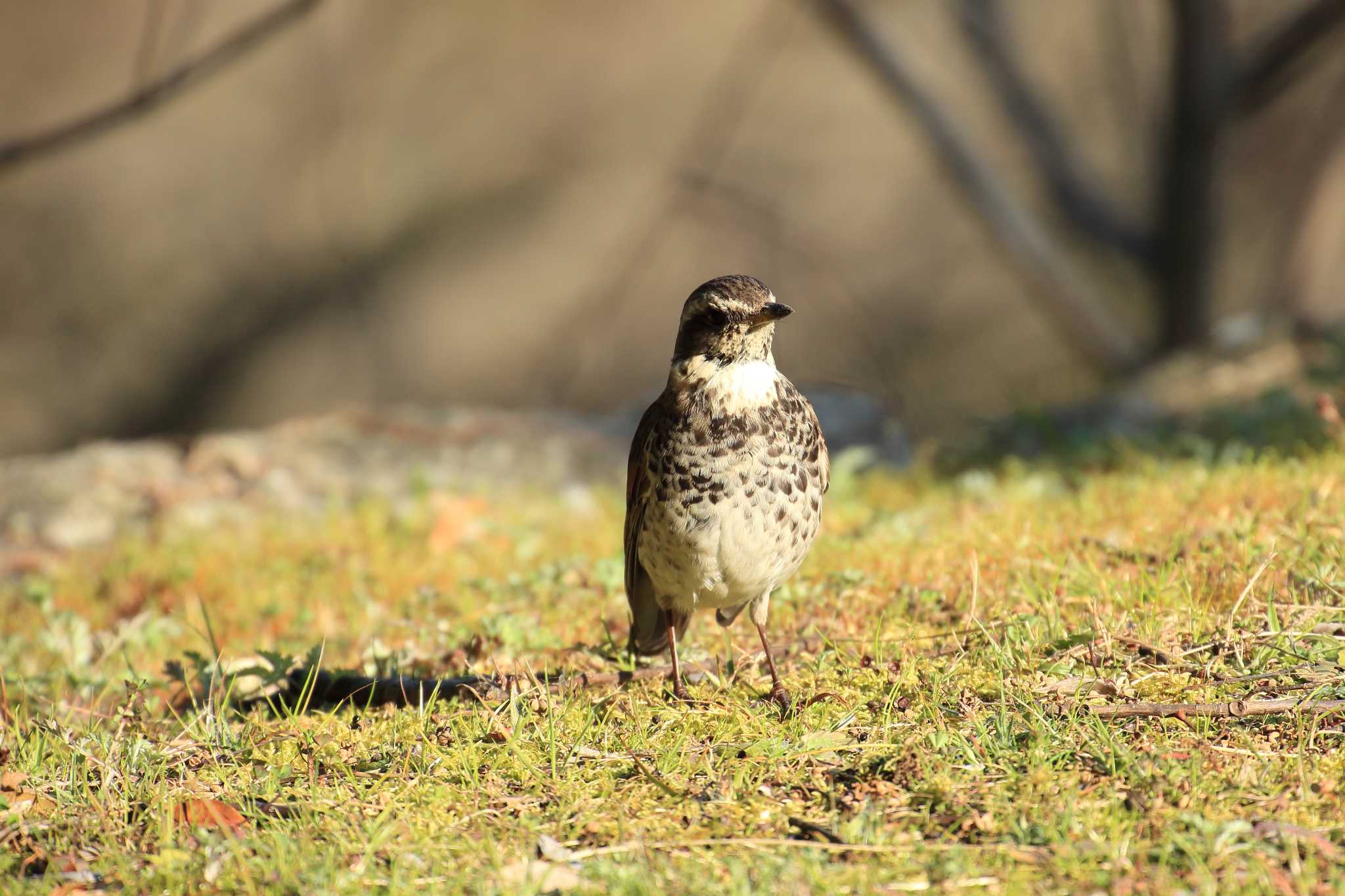 Photo of Dusky Thrush at Akashi Park by 明石のおやじ