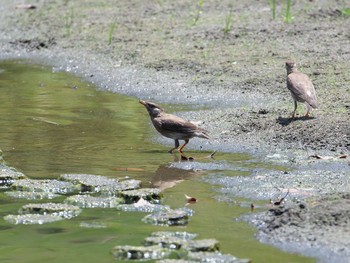 ムクドリ 旧芝離宮恩賜公園 2021年7月25日(日)