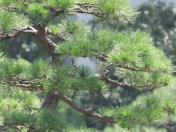 ムクドリ 旧芝離宮恩賜公園 2021年7月25日(日)