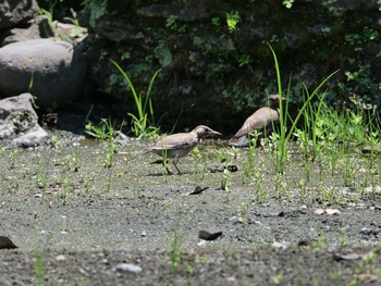 ムクドリ 旧芝離宮恩賜公園 2021年7月25日(日)