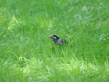 ムクドリ 旧芝離宮恩賜公園 2021年7月25日(日)