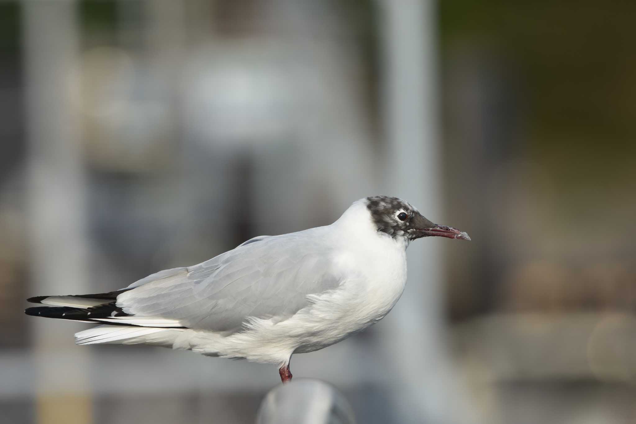 大森ふるさとの浜辺公園 ユリカモメの写真