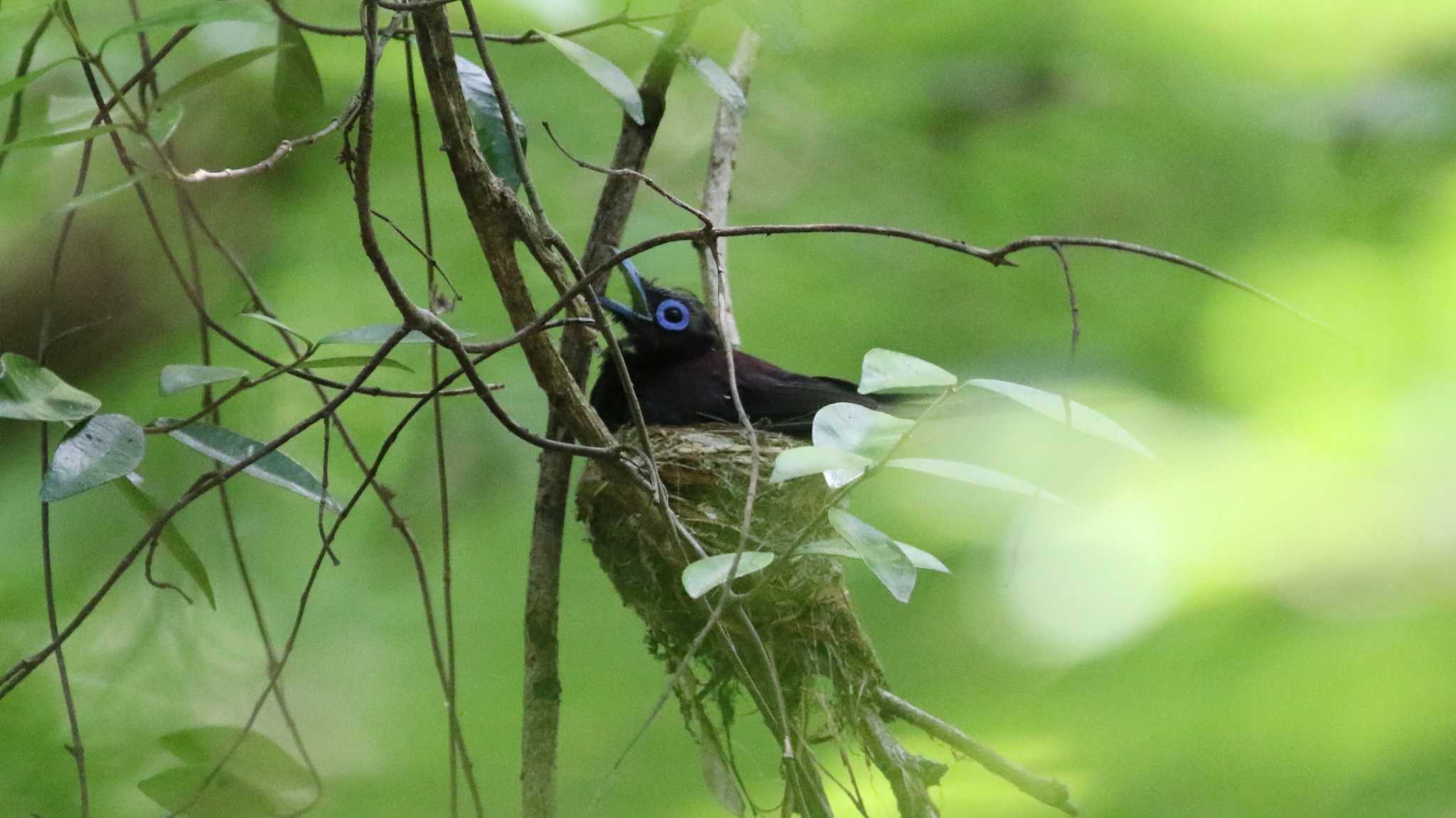 東京都 サンコウチョウの写真 by k honma