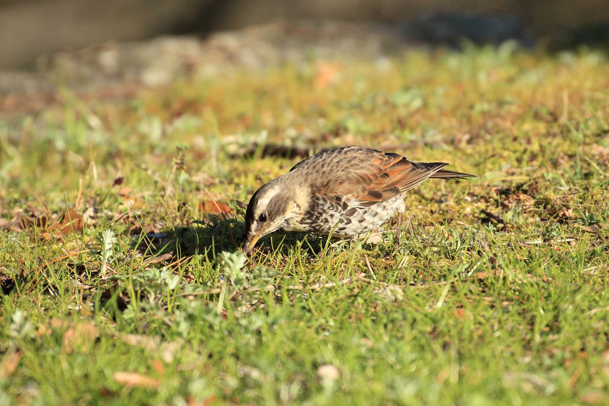 Photo of Dusky Thrush at Akashi Park by 明石のおやじ