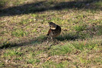 Dusky Thrush Akashi Park Sun, 4/2/2017