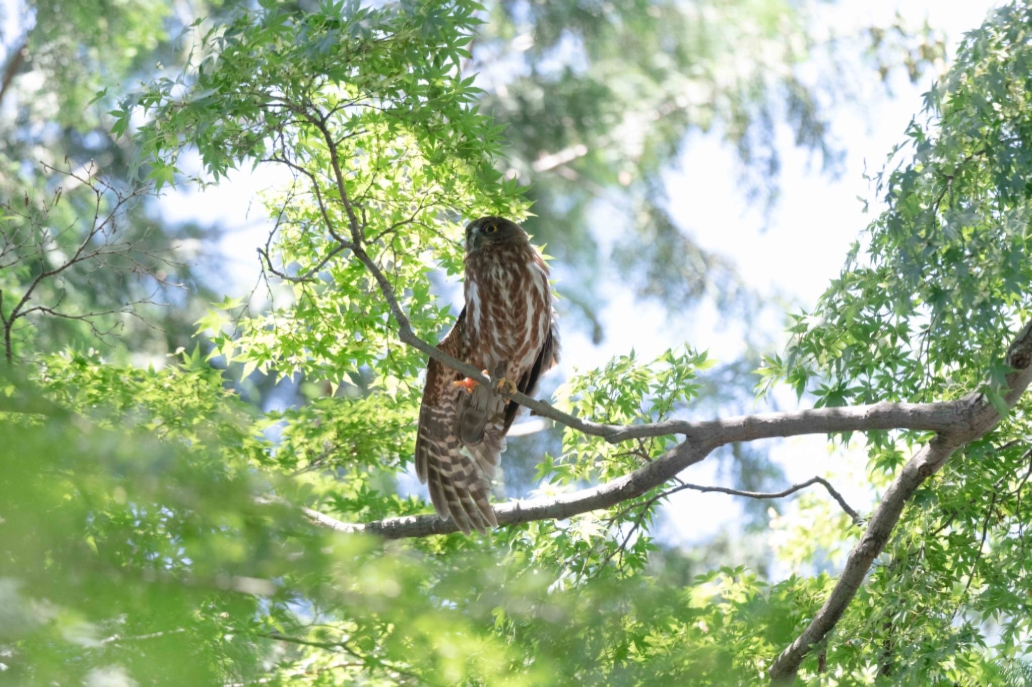  アオバズクの写真 by アカウント5644