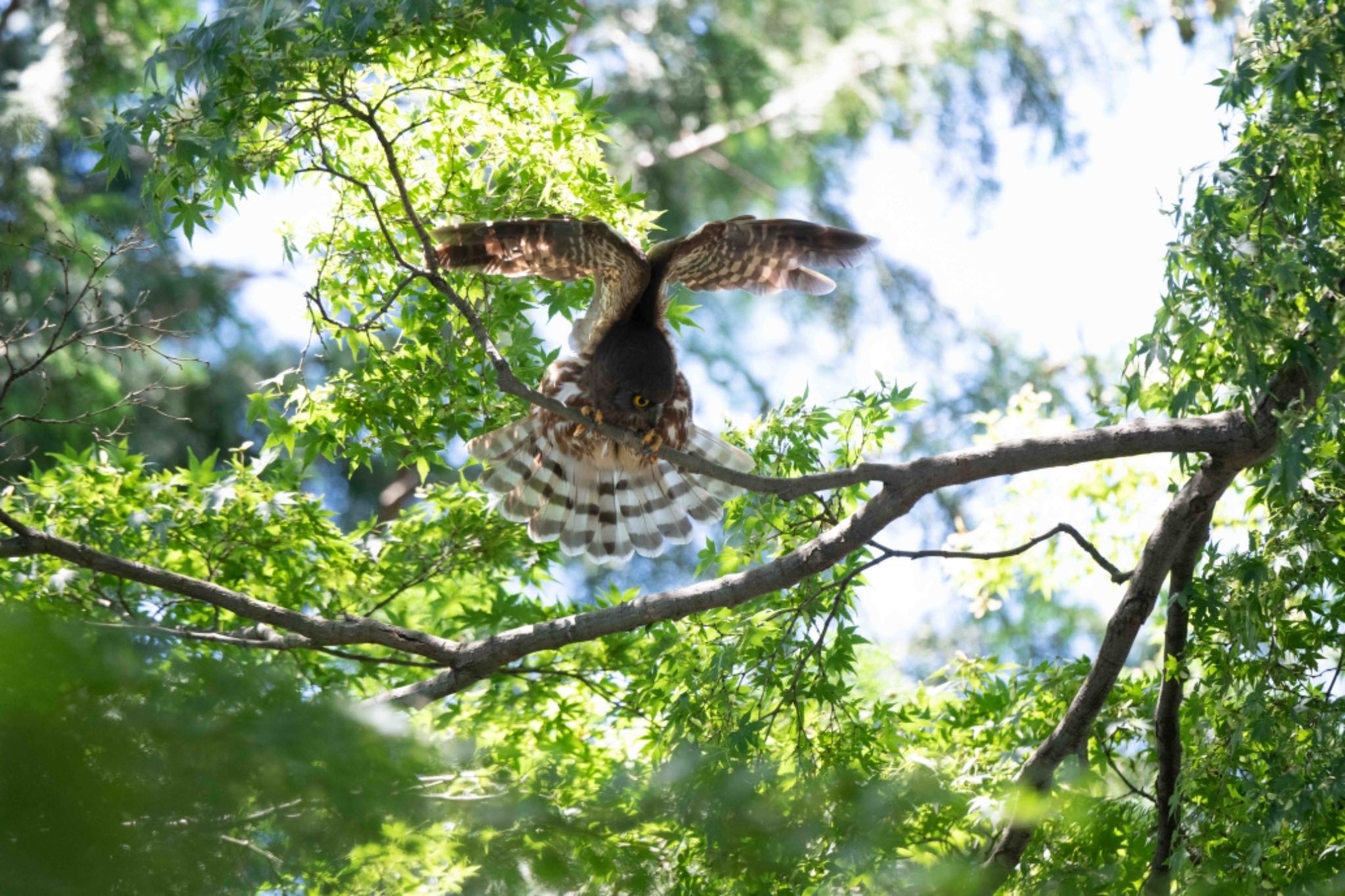  アオバズクの写真 by アカウント5644