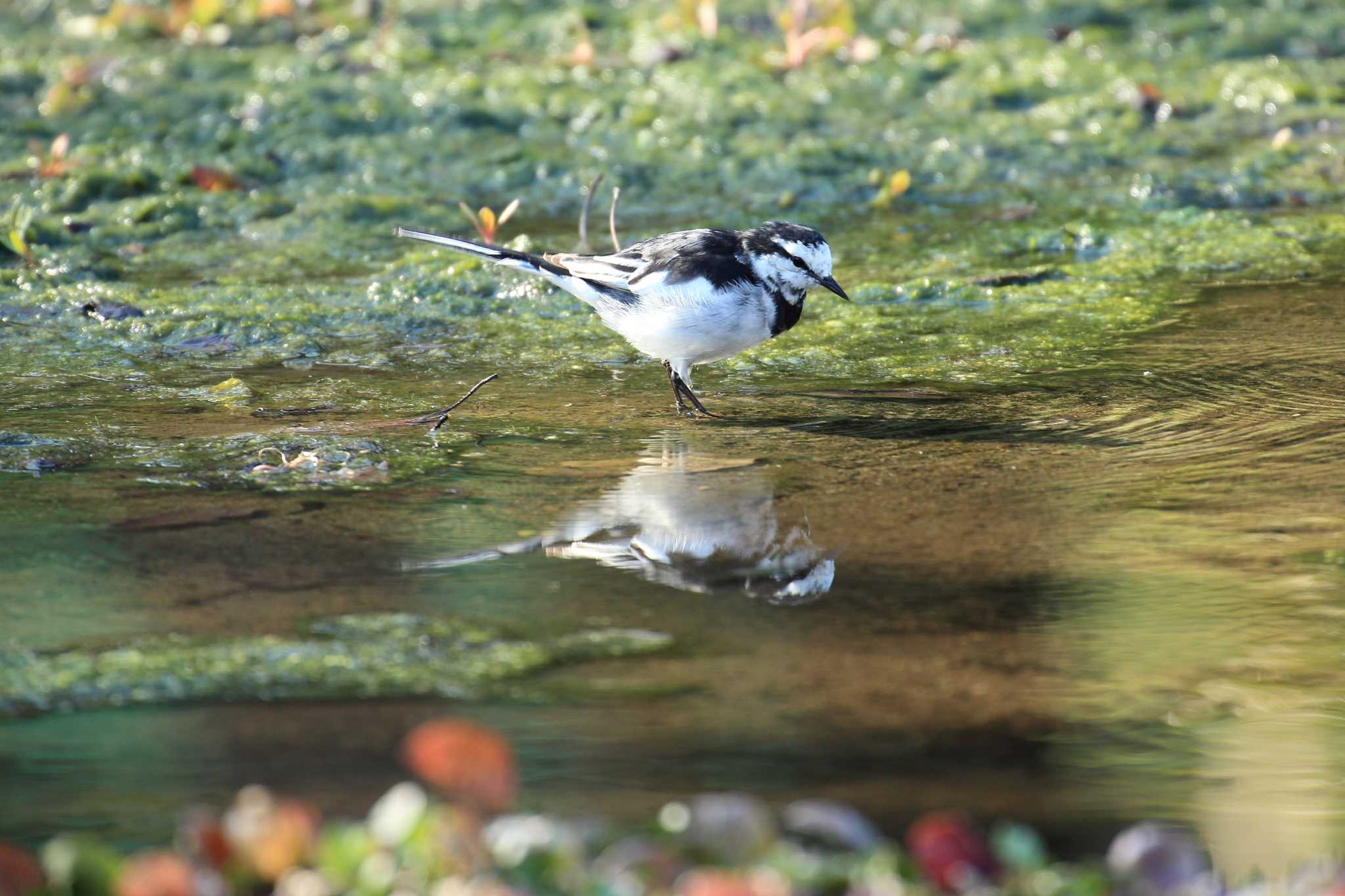 Photo of White Wagtail at Akashi Park by 明石のおやじ