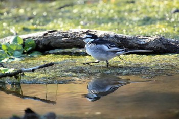 White Wagtail Akashi Park Sun, 4/2/2017