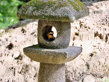 Varied Tit 岡山後楽園 Sun, 7/25/2021