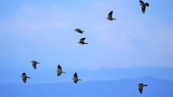 アオバト 大磯照ヶ崎海岸 2021年7月18日(日)